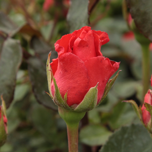 Rosa  Clarita - czerwony  - róża wielkokwiatowa - Hybrid Tea